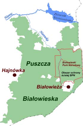 Puszcza Białowieska, Białowieski Park Narodowy, Białowieża, obszar ochrony ścisłej, rezerwat ścisły, Białowieża